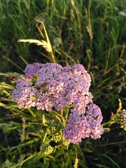 Achillea