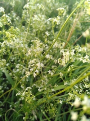 Galium