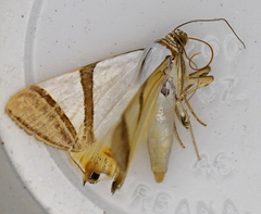 Eulepidotis persimilis