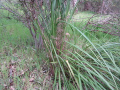 Dianella brevicaulis