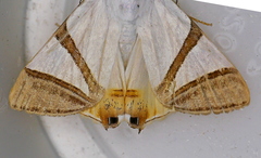 Eulepidotis persimilis