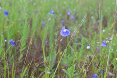 Utricularia arcuata