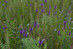 Pogostemon deccanensis