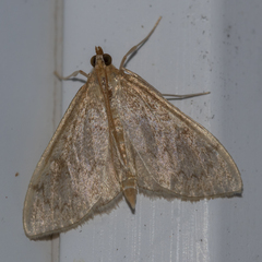 Anania extricalis