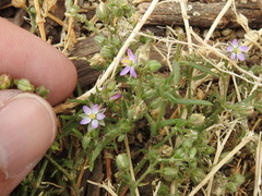 Spergularia bocconei