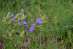 Strobilanthes sessilis