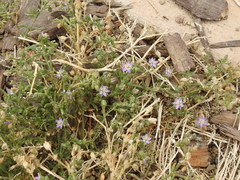 Spergularia bocconei