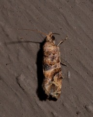 Lobesia transtrifera