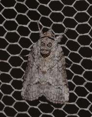 Nycteola polycyma