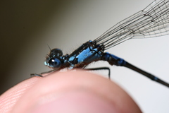 Antiagrion