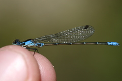 Antiagrion