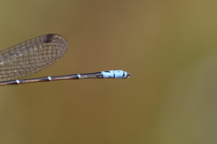 Antiagrion