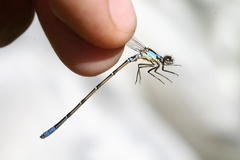 Antiagrion