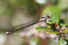 Antiagrion