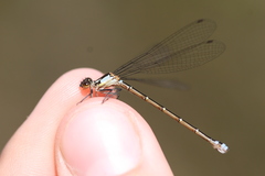 Antiagrion