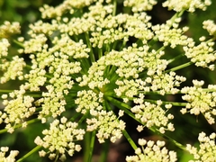 Peucedanum ostruthium
