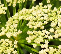 Peucedanum ostruthium