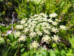 Peucedanum ostruthium