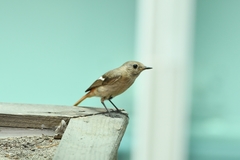 Phoenicurus auroreus