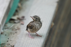 Phoenicurus auroreus