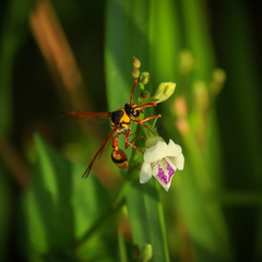 Delta campaniforme