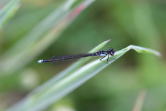 Cyanallagma interruptum