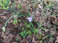 Tradescantia subacaulis