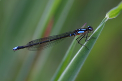 Cyanallagma interruptum