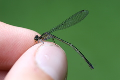 Cyanallagma interruptum