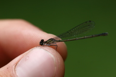 Cyanallagma interruptum