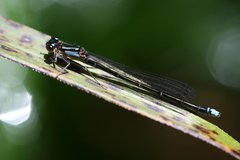 Cyanallagma interruptum