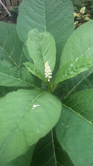 Phytolacca acinosa