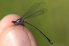 Cyanallagma interruptum