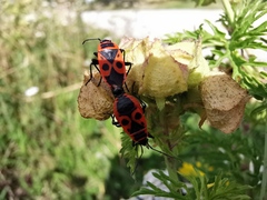 Pyrrhocoris apterus