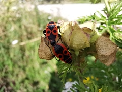 Pyrrhocoris apterus