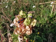 Pyrrhocoris apterus