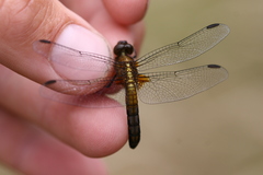 Erythrodiplax connata