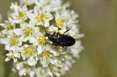 Brachysomida californica