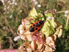 Pyrrhocoris apterus