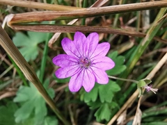 Geranium molle