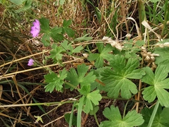 Geranium molle