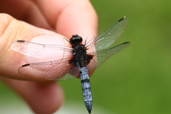 Erythrodiplax connata