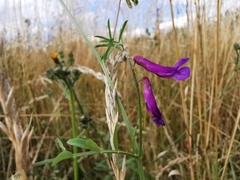 Vicia villosa