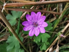 Geranium molle
