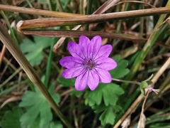 Geranium molle