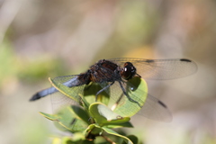 Erythrodiplax connata