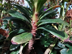 Euphorbia