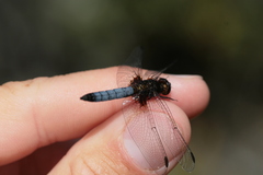 Erythrodiplax connata