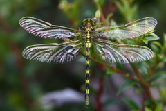 Gomphomacromia paradoxa