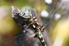 Gomphomacromia paradoxa